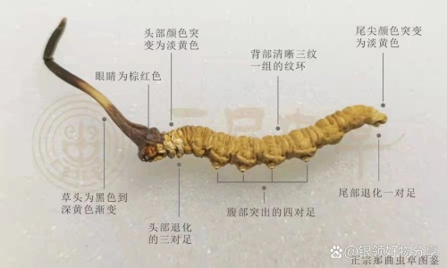 九菜子功能主治网—知名的九菜子有什么功效网站,分享九菜子功效知识